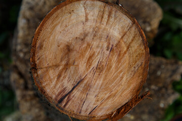 Cross-cut cherry tree close-up