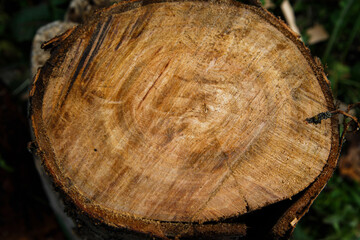 Cross-cut cherry tree close-up