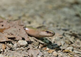 Westliche Blindschleiche (Anguis fragilis) im Nationalpark Thayatal