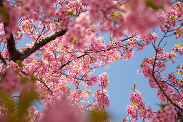河津桜