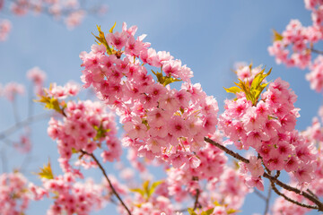 河津桜