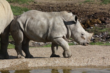 Fototapeta premium Rhinocéros