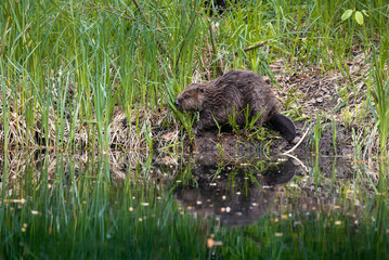 cute young beaver in the Aare in Belpau