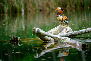 male mandarin duck at pond in switzerland