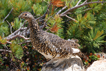 a snow grouse, a ptarmigan / メスの雷鳥(ヨコ撮)＠日本アルプス