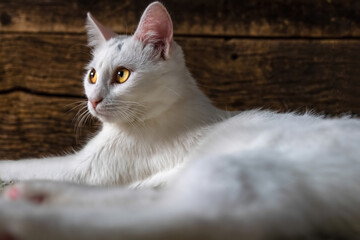 White domestic cat relaxed laying on the floor in front of a dark wooden background