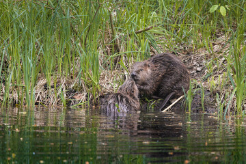 two cute young beavers kissing in the Aare in Belpau