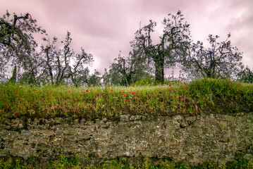 A lonely road in the countryside near Vinci in Tuscany