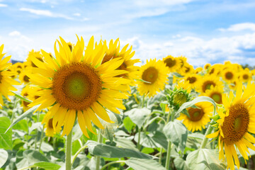 ひまわり畑のひまわり
