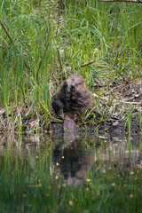 cute young beaver cleaning its fur in the Aare in Belpau