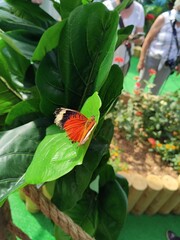 butterfly on a flower