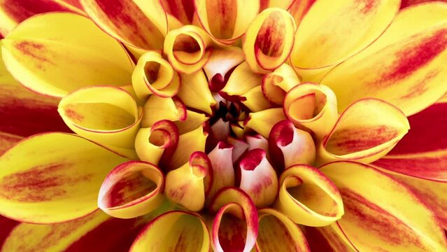 Time Lapse of blooming red yellow Dahlia. Timelapse of growing and opening beautiful flower, top view. Time-lapse blooms flower close-up.