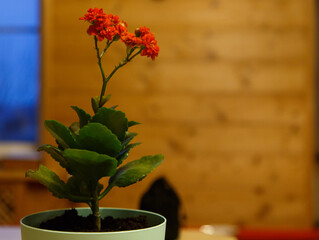 Blooming red kalanchoe on a blurred background of a wall of planks