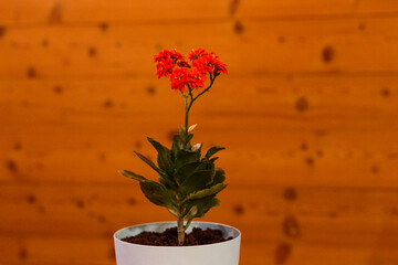 Blooming red kalanchoe on a blurred background of a wall of planks
