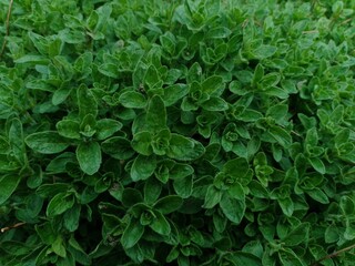 Origanum L.