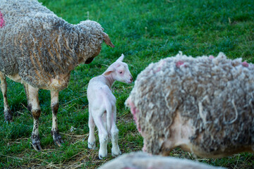 Naklejka premium Ewe, a female sheep with her young lamb. 