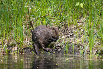 cute young beaver in the Aare in Belpau