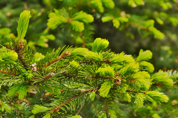 Fototapeta premium A magnificent, fluffy spruce with young green shoots in the rays of the sun