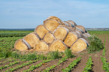 Big pile of bales with straw. Round straw bales stacked in a pyramid in a green field.