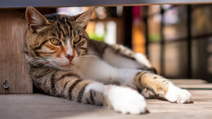 Local stray cat with stripes chilling under a table on the Turkish street in the daylight and looking confidently at the camera