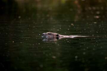 swimming beaver in the Aare in Belpau