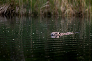 swimming beaver in the Aare in Belpau