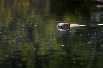 swimming beaver in the Aare in Belpau