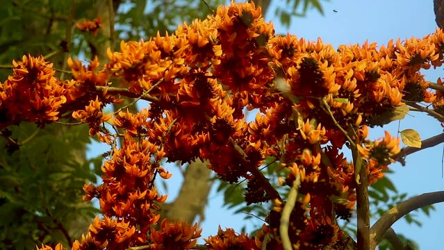 The red-orange Palash flowers have blossomed in the Palash tree. Flowers background.  4k Video.