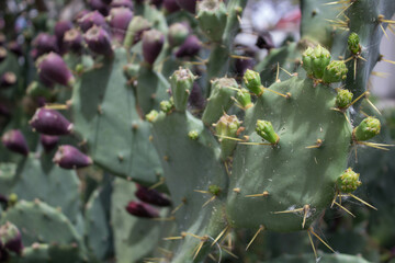 close-up of the fruits of the prickly pear on the cladodes of the plant 
