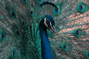 Portrait of beautiful colored peacock with tail feathers out.
