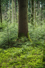 lush green spring forest in Emmental