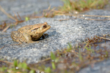 Common Toad - Bufo Bufo