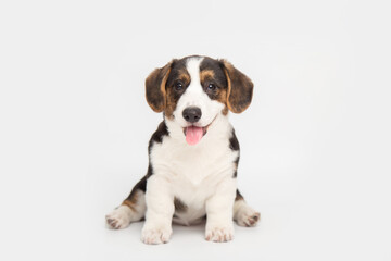 Welsh Corgi Cardigan cute fluffy dog puppy. funny animals on white background with copy space