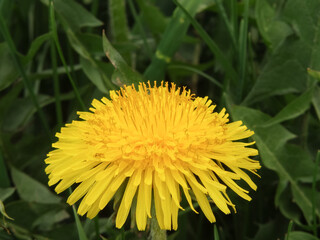 Dandelion in the grass. Yellow dandelion flower. Green grass. Close-up. Spring Green. Floral natural background