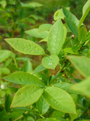 Green foliage of blueberries with dew drops. Close-up. Fresh dew drops on green leaves. Blueberry bushes.