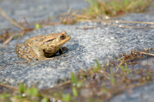 Common Toad - Bufo Bufo