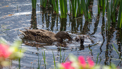 Stockente im Wasser bei der Nahrungssuche