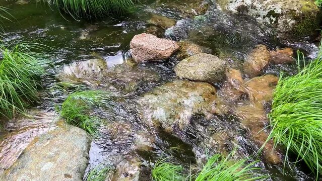 A stream with clear thorny water in the jungle. High quality photo