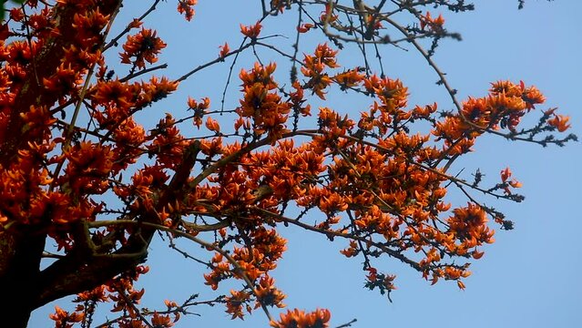 The red-orange Palash flowers have blossomed in the Palash tree. Orange flowers tree view in on midday against the sun. 4k video.