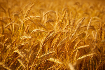 Wheat field. Ears of golden wheat.