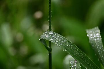 Blades of fresh green spring grass with raindrops