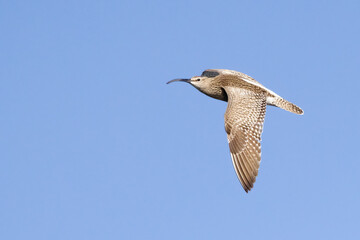 Whimbrel