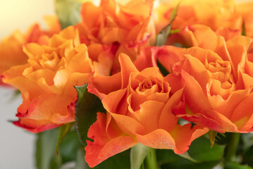 Bunch of fresh orange roses close up floral background