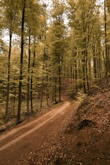 A close up of and off-road forest pathway with blurred background in summer. Concept photo of summer adventures in woods.