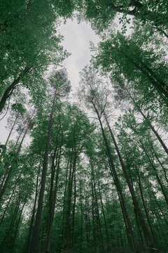 Low angle horizontal photo of trees in the spring forest. Woods landscape from below perspective © AlexGo