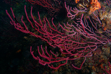 Fototapeta na wymiar Purple Gorgonians (Paramuricea clavata) in Mediterranean Sea