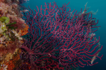 Purple Gorgonians (Paramuricea clavata) in Mediterranean Sea