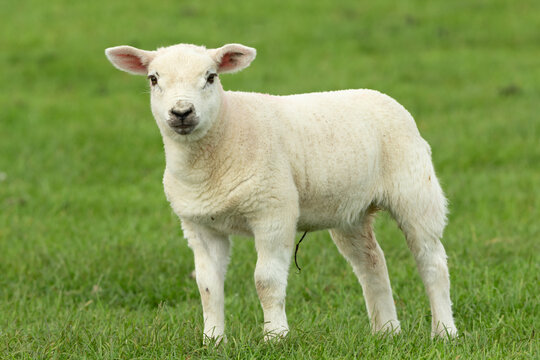 Young, well grown lamb in Springtime.  Facing forward and stood in lush green field. Yorkshire, UK.  Horizontal.  Space for copy.