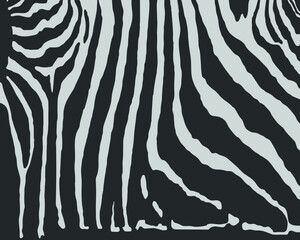 Vector zebra print pattern animal seamless.