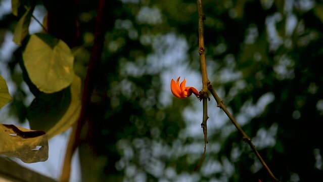 The red-orange Palash flower buds and leaves are hanging in the tree. Bees are extracting honey from red-orange Palash flowers.